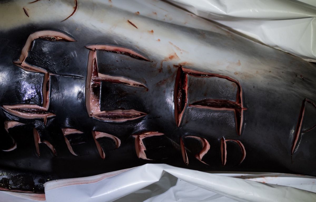 Dauphin mutilé : Visé par un message insultant inscrit sur l’animal, Sea Shepherd porte plainte