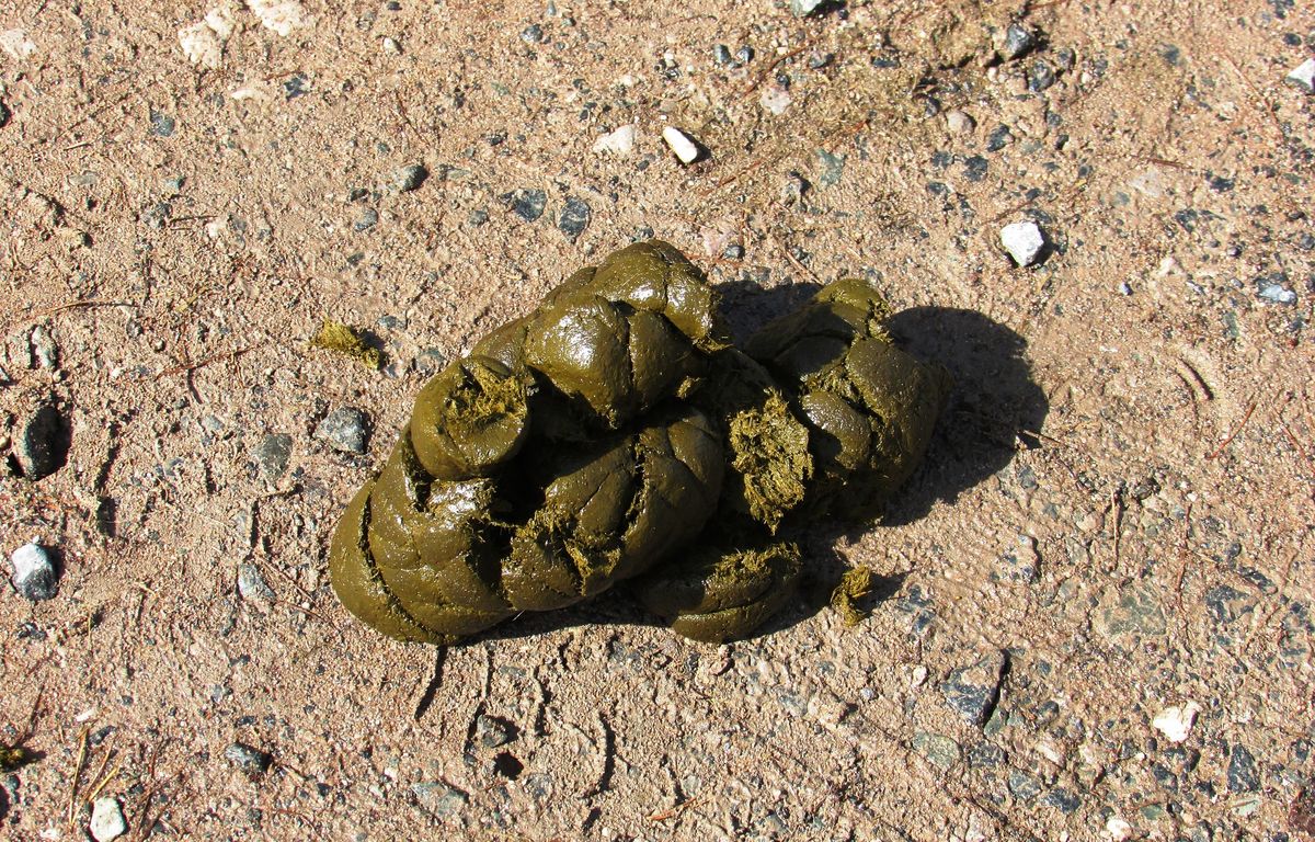 Une journaliste attaquée à la crotte de chien dans un opéra en Allemagne