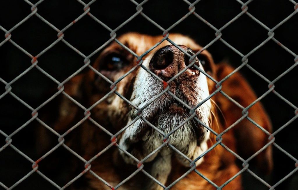 Perpignan : 27 chiens et quatre chevaux vivaient dans le froid et la saleté au sein d’un élevage