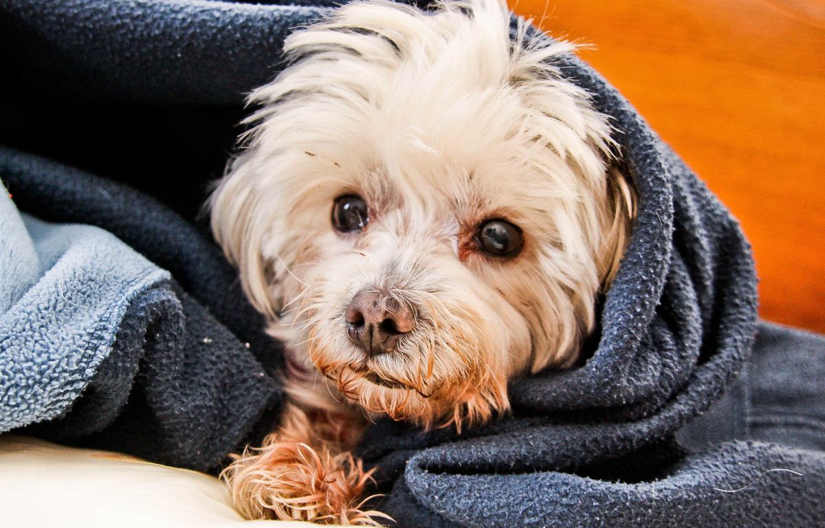 Nîmes : Un chiot tombé dans un bassin à cause d’un pigeon secouru par les pompiers