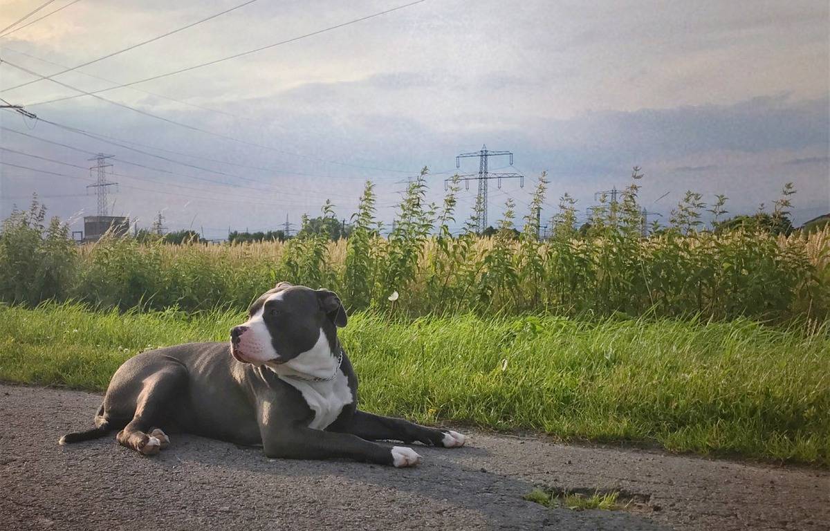 Rouen : Aperçu en train de battre son chien, il est plaqué au sol par des témoins puis interpellé