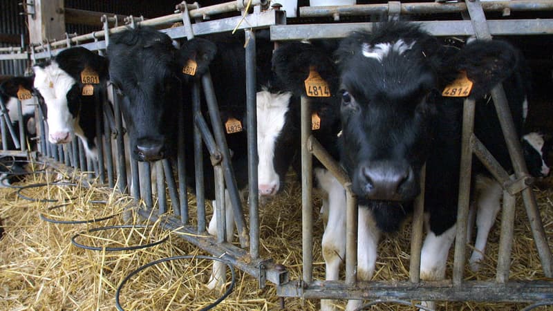 Pays-Bas: un cas de “maladie de la vache folle” identifié sur une carcasse