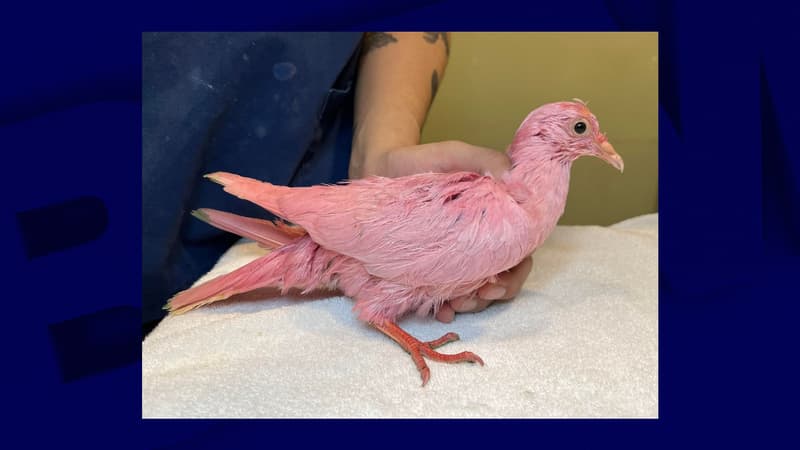 Un pigeon teint en rose retrouvé affamé à New York, la piste d’un “gender reveal” privilégiée