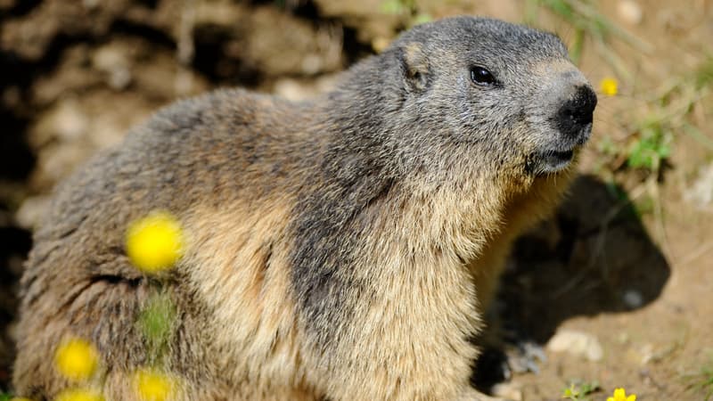La marmotte météorologue canadienne morte avant d’avoir prédit la durée de l’hiver