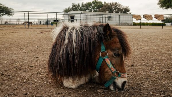 TÉMOIGNAGE  Je fais des économies grâce au crottin de mes chevaux