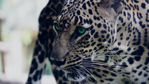 Un léopard s’introduit dans un tribunal, la journée se termine dans le sang et le chaos