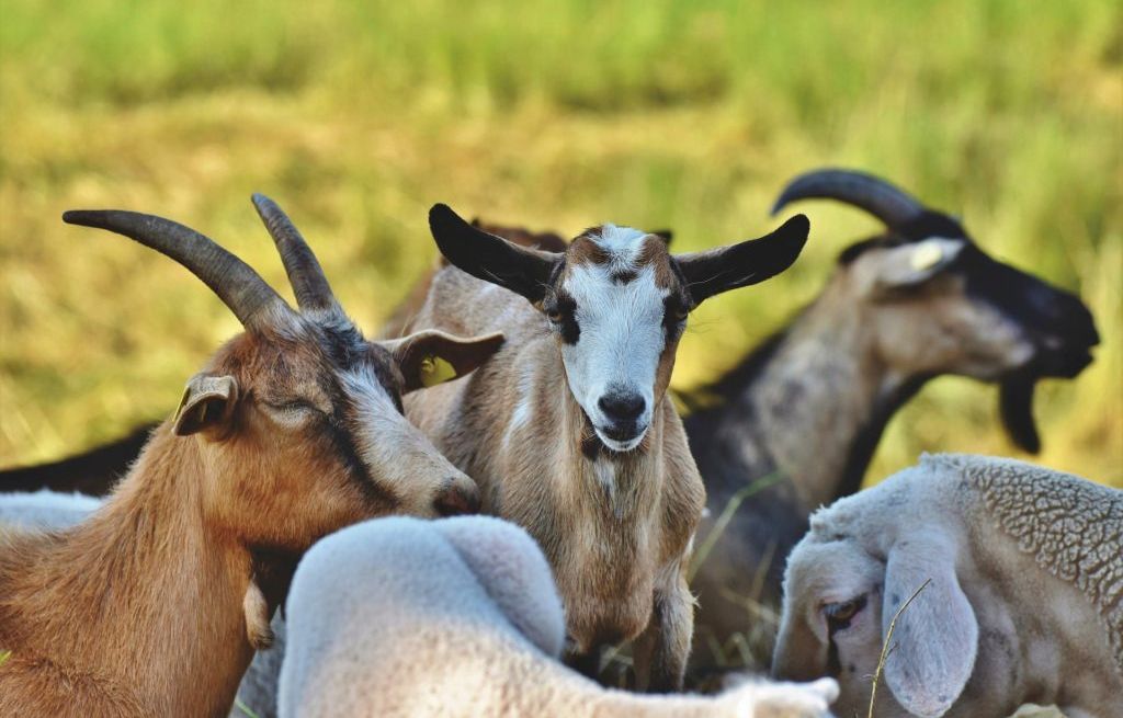 Loire : Un maire au tribunal pour avoir fait abattre des chèvres