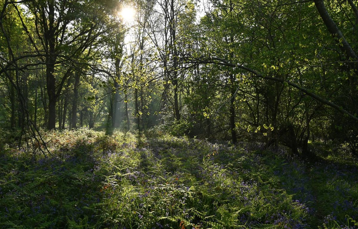 Ille-et-Vilaine : Un corps retrouvé dans la forêt de Fougères