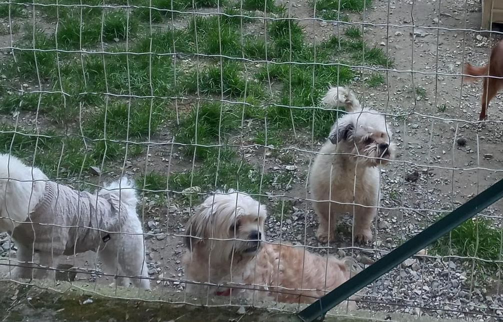 Nîmes : Les cambrioleurs volent 750 kg de croquettes dans un refuge pour animaux