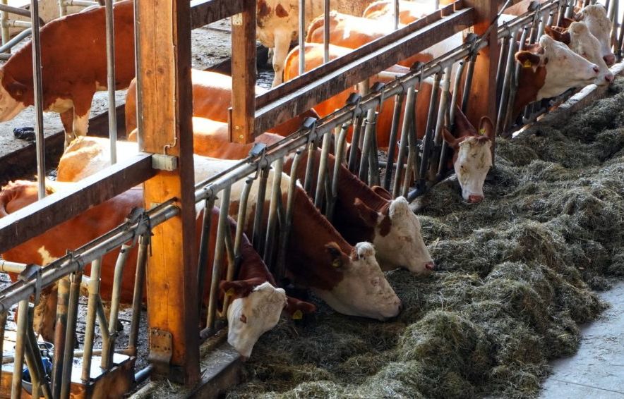 Seine-Maritime : Des centaines de vaches et veaux évacués d’un élevage soupçonné de maltraitance
