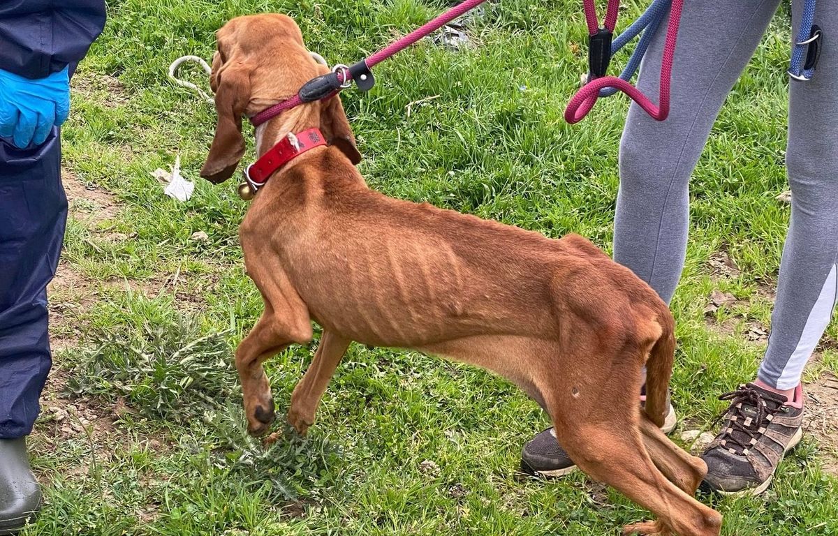 Gers : Ils étaient squelettiques, dix chiens retirés à leur propriétaire