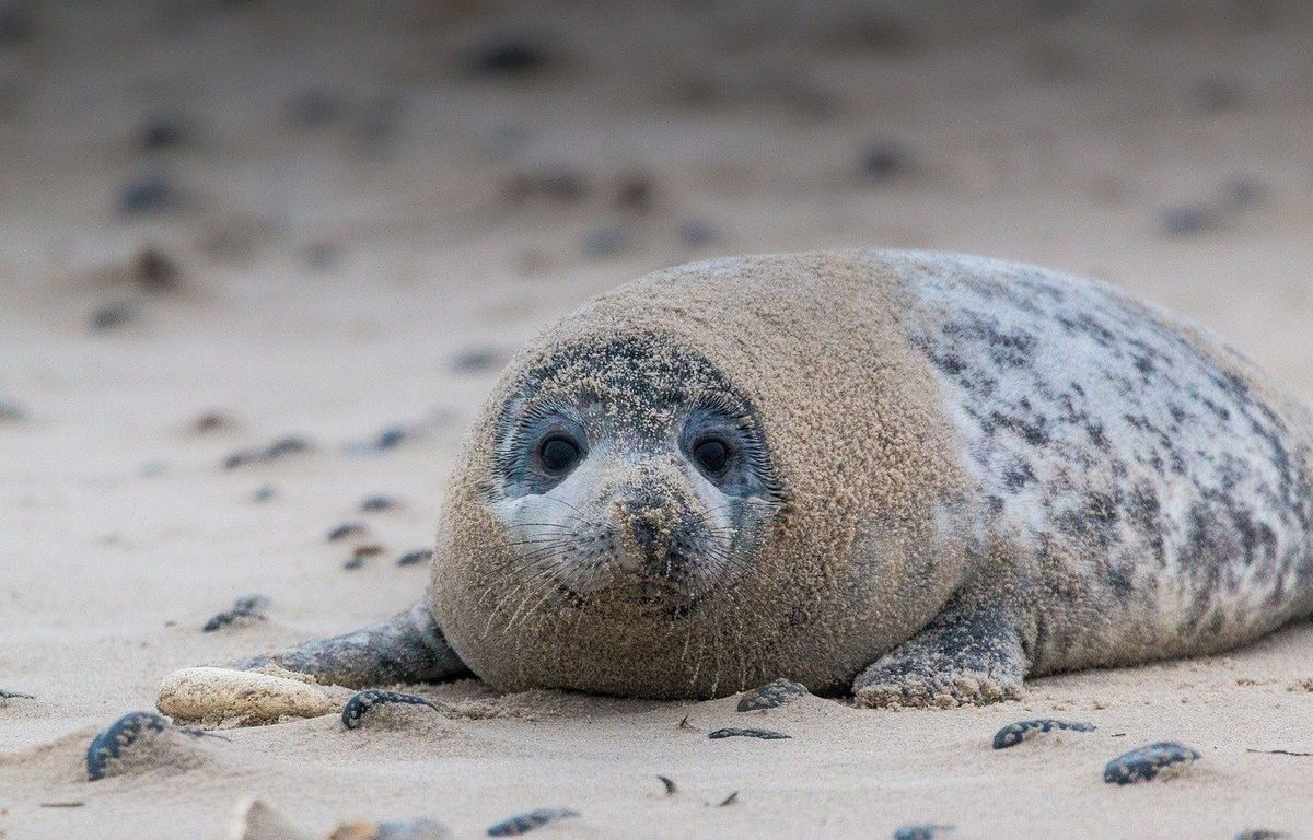 Seine-Maritime : Une association sauve Krypton, un jeune phoque retrouvé échoué sur la plage