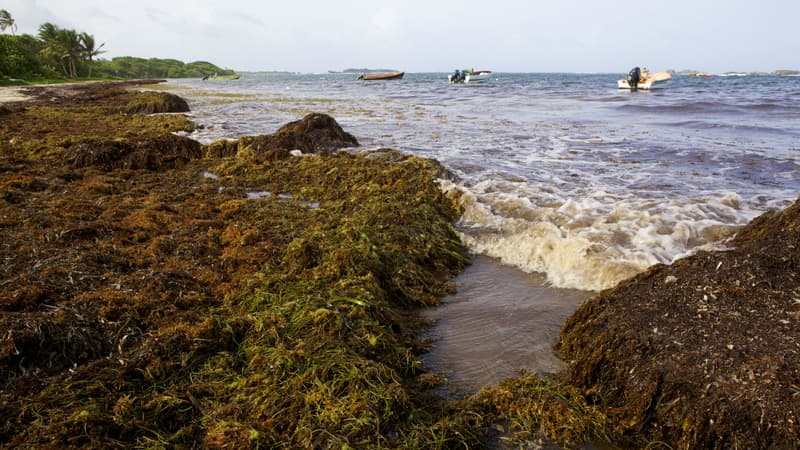 Un amas de sargasses géant s’apprête à déferler sur la Floride et les Caraïbes