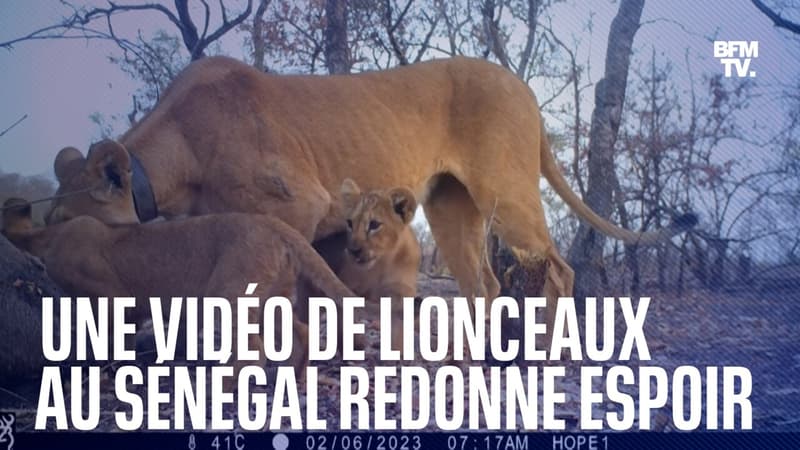 Au Sénégal, une vidéo de trois lionceaux redonne de l’espoir sur la préservation du lion d’Afrique