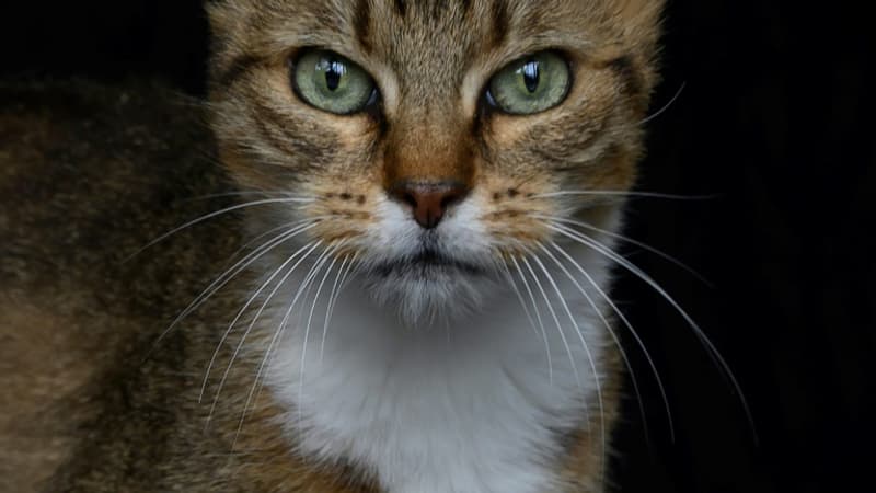 Le gouvernement britannique a songé à “exterminer” les chats du Royaume-Uni pour lutter contre le Covid