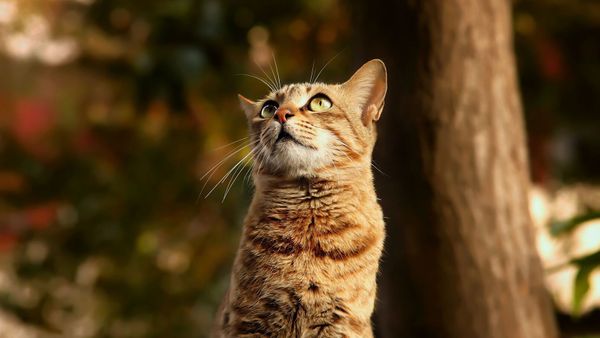 Le spectre d’un tueur de chats aux centaines de victimes ressurgit et terrifie tout un pays