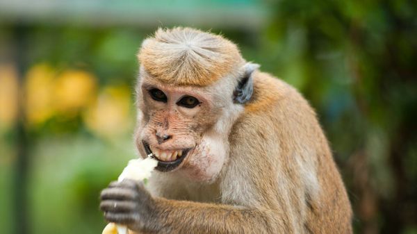 Oreille coupée, cheveux arrachés… Le coup de folie d’un singe de compagnie mène à drame sanglant