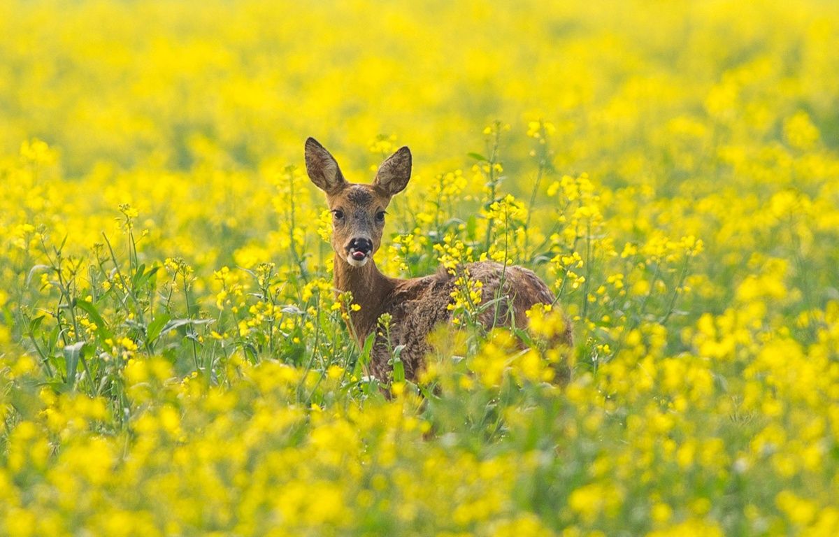 Lot-et-Garonne : Un chevreuil trouve refuge dans une cour d’école
