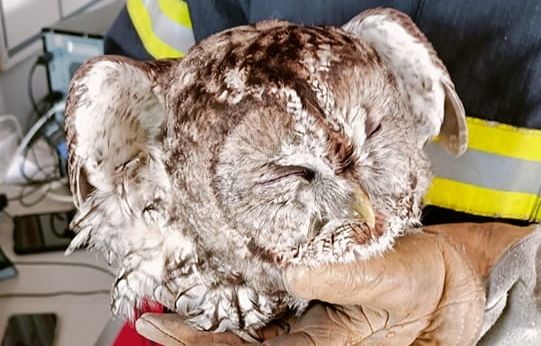 Hérault : Les pompiers sauvent une chouette piégée dans le filet de protection d’un arbre
