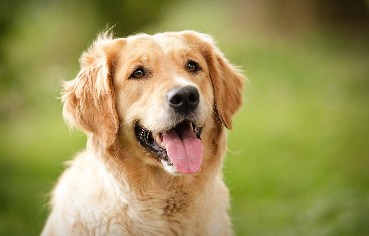 Finistère : Un sandwich à la main, une fillette de 4 ans se fait mordre par un chien
