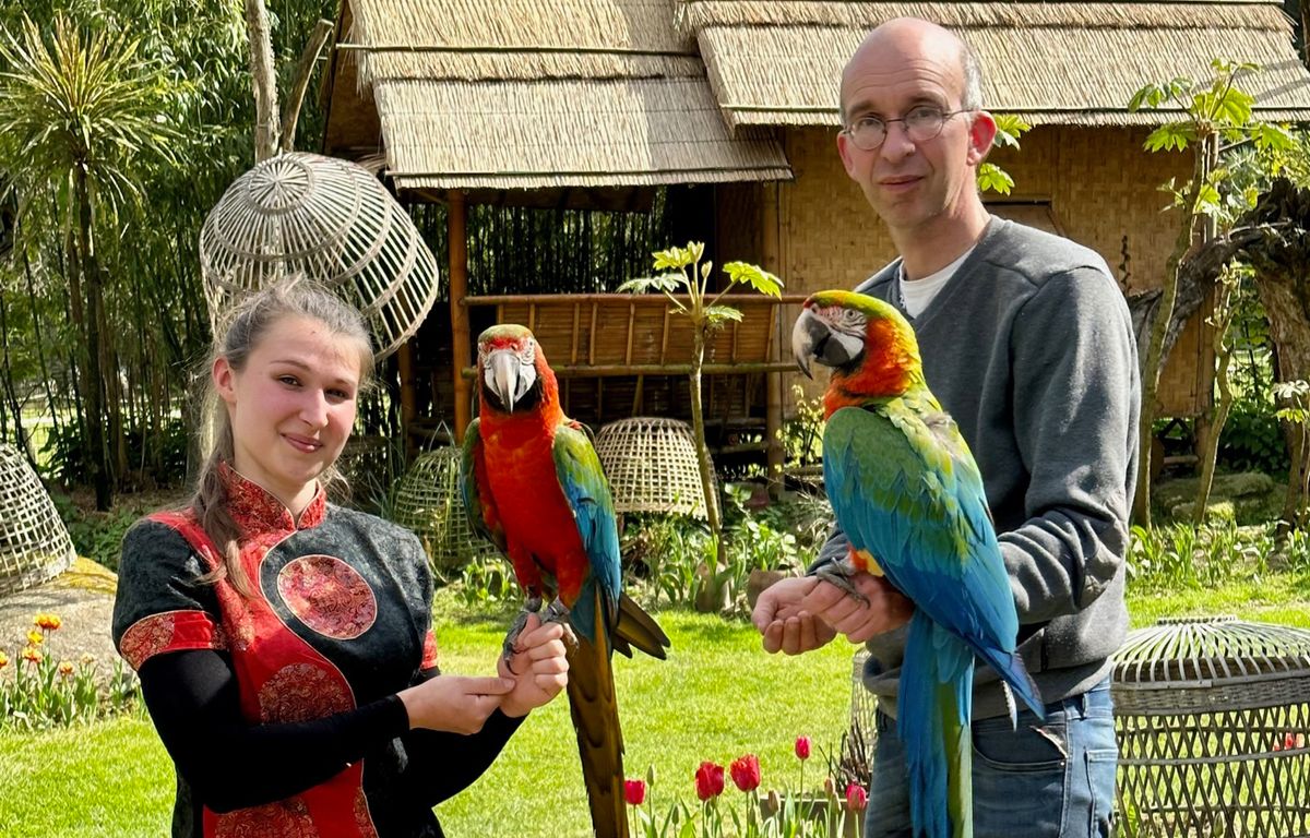 Morbihan : Les deux aras qui s’étaient fait la belle d’un parc animalier retrouvés