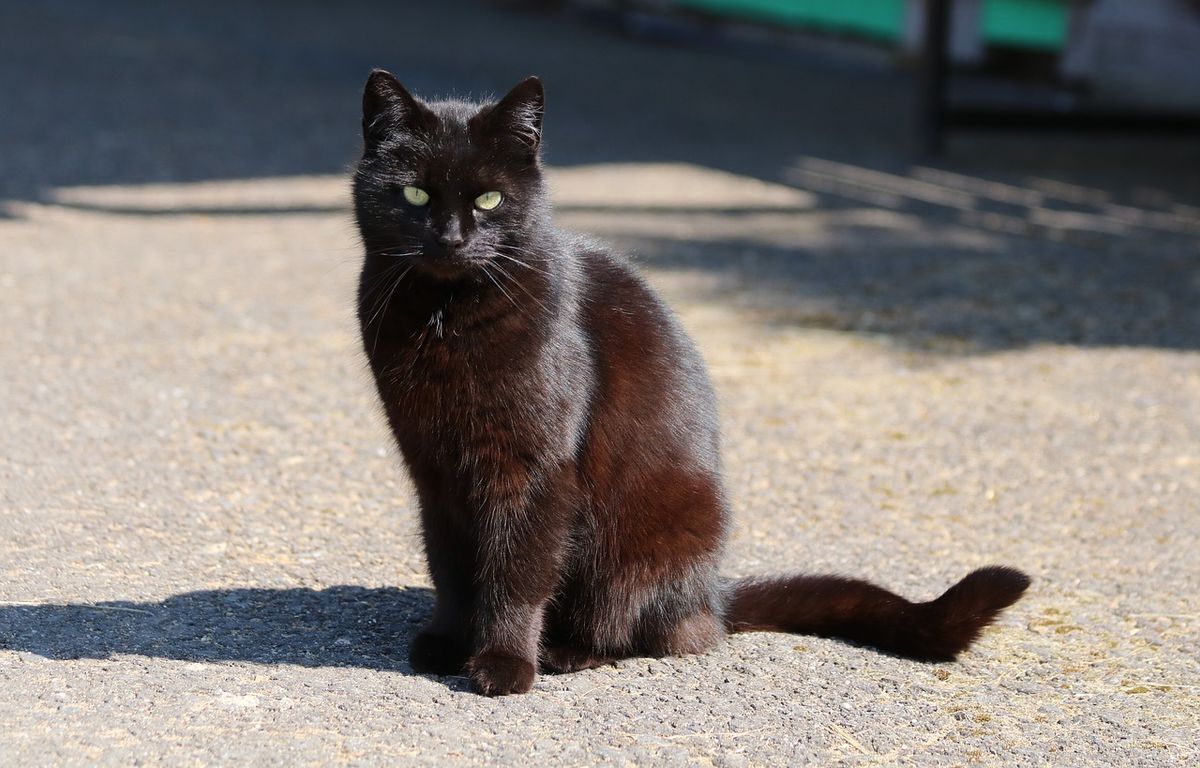 Doubs : Une femme porte plainte après la mort de cinq de ses chats tués par des actes de cruauté