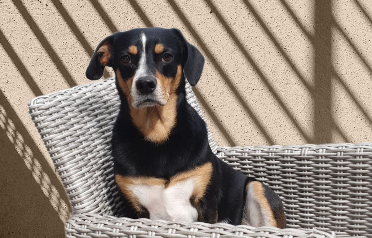 Ille-et-Vilaine : Des cambrioleurs soupçonnés d’avoir tabassé et écrasé des chiens