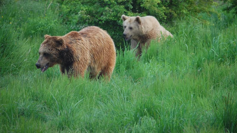 Italie: nouvel arrêté d’abattage d’un ours après l’attaque d’un promeneur