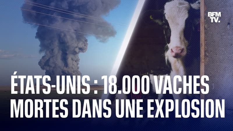 États-Unis: 18.000 vaches tuées dans l’explosion d’une ferme au Texas
