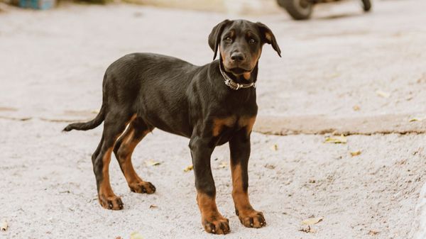 Son chien renifle une femme sur la plage, c’est ce qui va sauver la vie à cette malade en phase terminale
