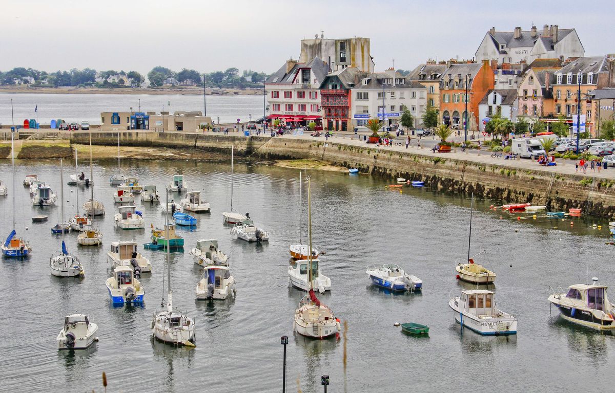 Finistère : Un couple de goélands bloque la construction d’un projet urbain