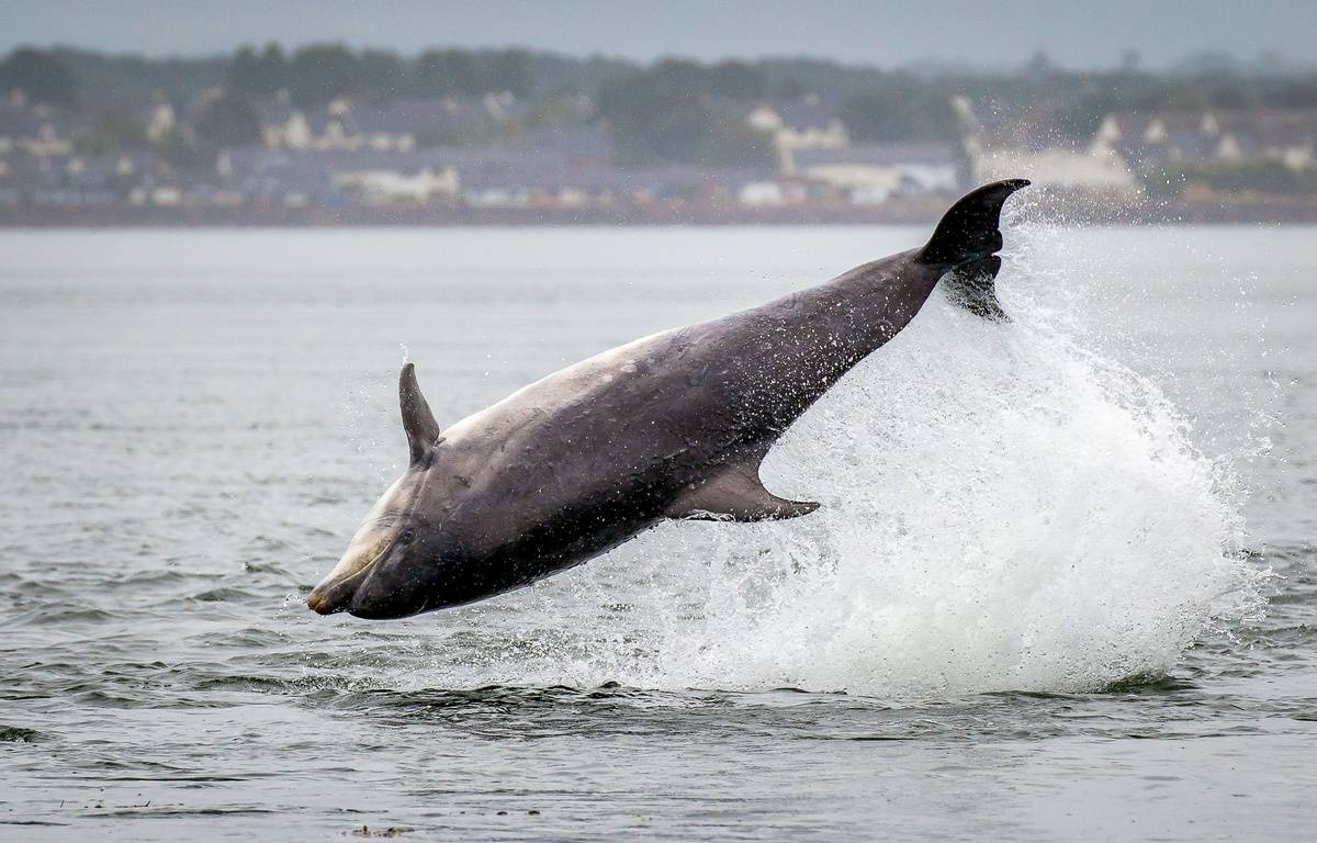 Finistère : Un suspect entendu après la découverte d’un cadavre de dauphin dans une poubelle