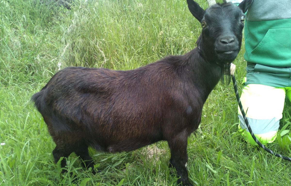Dordogne : La mairie de Sarlat cherche le propriétaire d’une chèvre errante