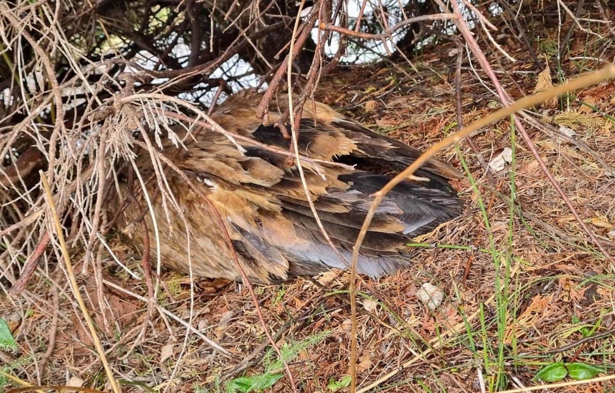 Hérault : Un vautour, tombé dans un jardin, pris en charge par les sapeurs-pompiers