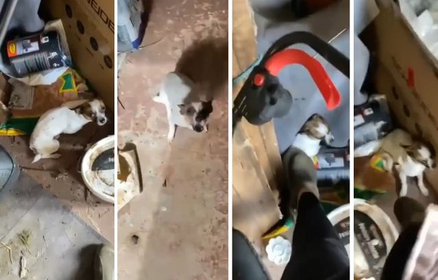 Rennes : Un jeune garçon se filme en train de frapper un chien