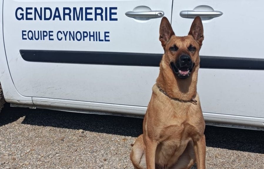Gard : Pour sa première intervention, ce chien gendarme retrouve une dame disparue
