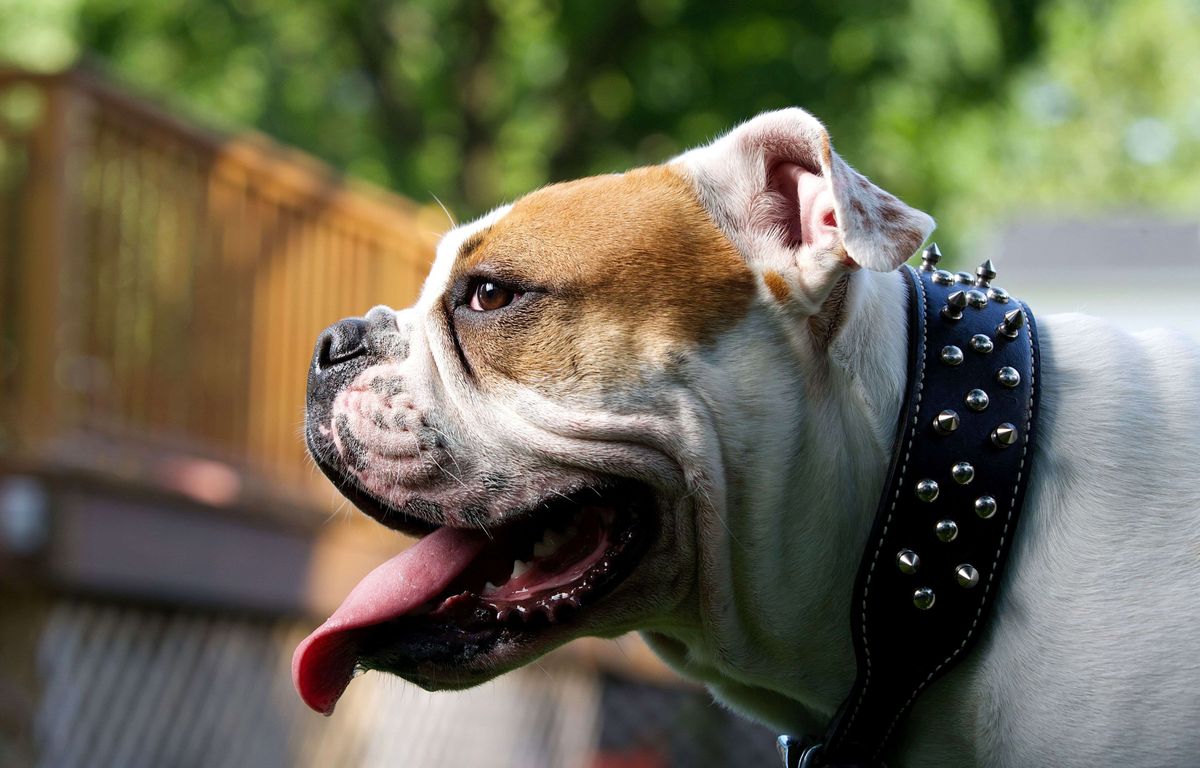 Bretagne : Un bouledogue américain euthanasié après avoir blessé ses maîtres