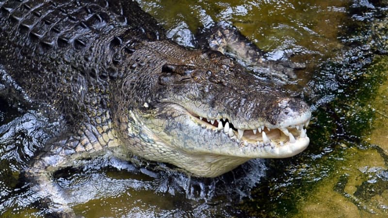 Les restes d’un Australien parti pêcher retrouvés dans deux crocodiles