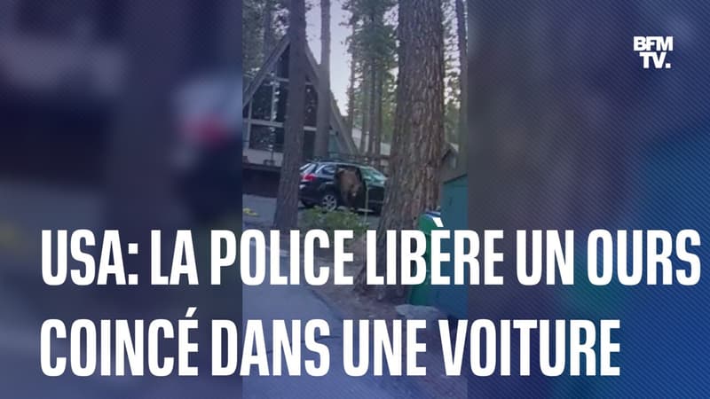 Un ours coincé dans une voiture a été libéré par des policiers au Nevada