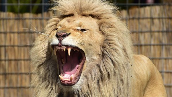 Des policiers entrent dans l’enclos des lions d’un centre animalier, ce qu’ils y trouvent leur glace le sang