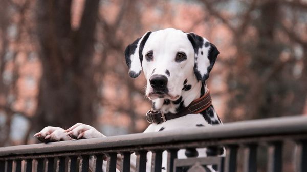 Il abandonne puis pend son chien pour une raison totalement futile et se fait prendre en pleine rue