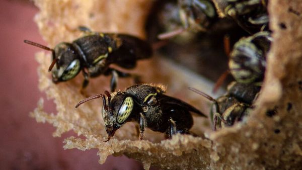 Une famille pose pour une séance photo, un essaim d’abeilles en décide autrement et fait de gros dégâts
