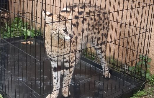 Montpellier : Un serval, dont la détention est très encadrée, retrouvé dans un jardin