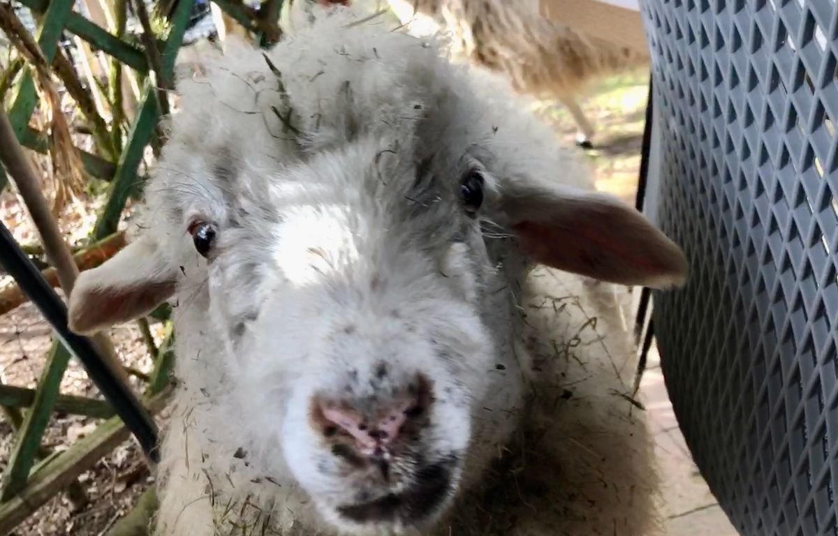 Montpellier : Deux moutons entraînent un bouchon de plusieurs kilomètres sur l’autoroute