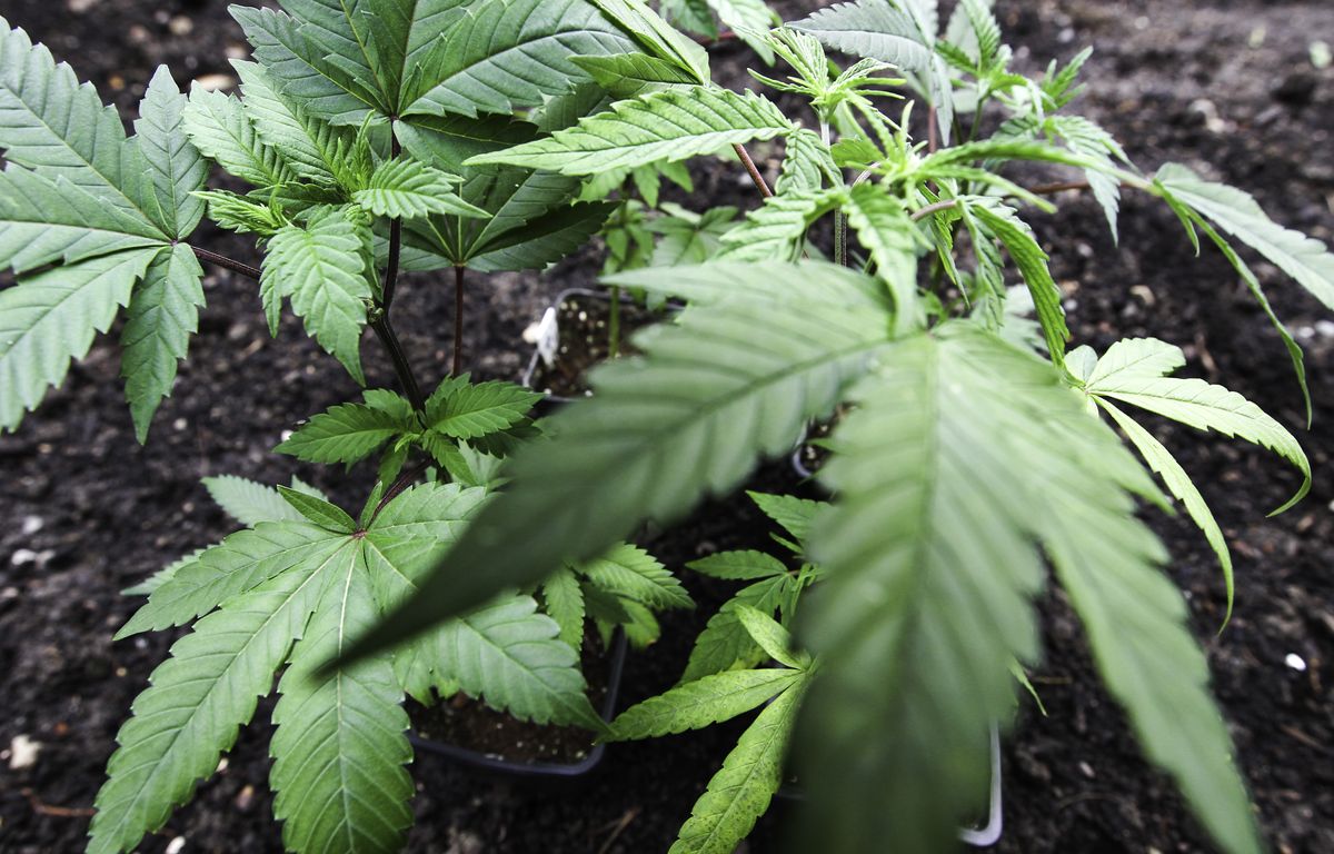 Lille : Trois « fermes » de cannabis découvertes, 800 plants saisis