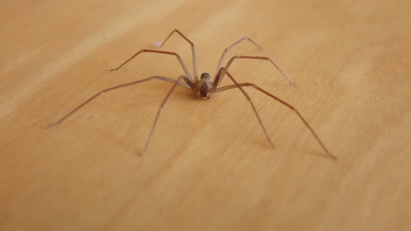 Italie: un homme meurt dans un hôtel après avoir été mordu par une araignée violoniste