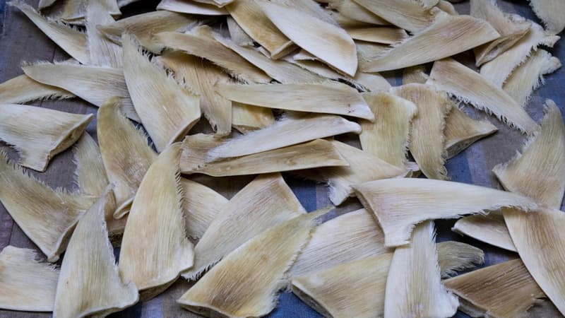 Brésil: plus de 28 tonnes d’ailerons de requins saisies, un record