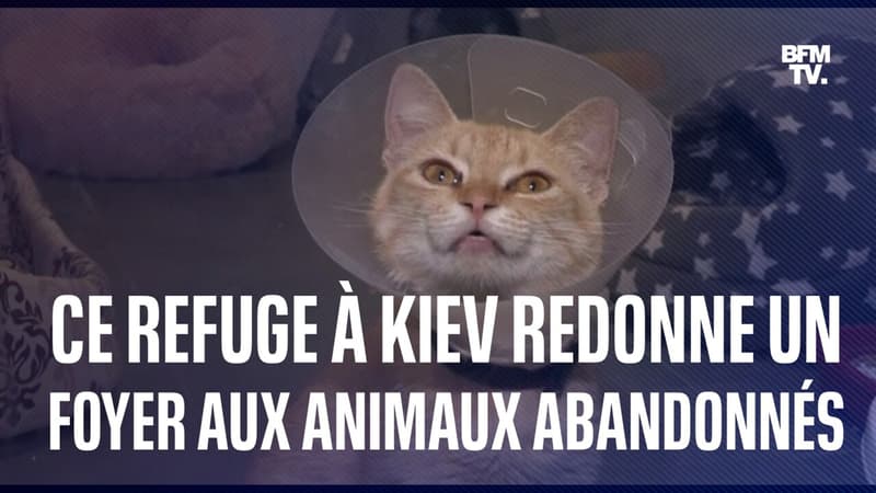 Ce refuge de Kiev redonne un foyer aux animaux victimes des inondations dans le Sud de l’Ukraine