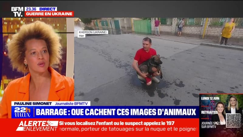 Destruction du barrage de Kakhovka les animaux au cœur d’une guerre de
