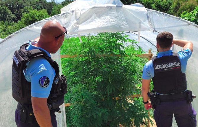 Morbihan : Plus de 400 plants de cannabis découverts sous des serres